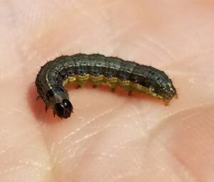 fall armyworm larva